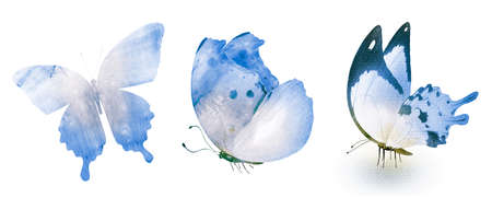 Three watercolor butterflies, isolated on white backgroundの写真素材