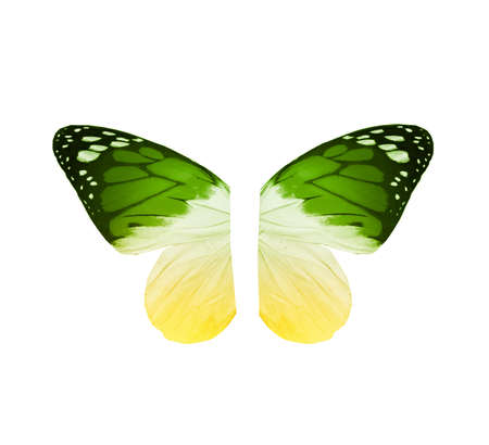 Color butterfly wings, isolated on white backgroundの写真素材