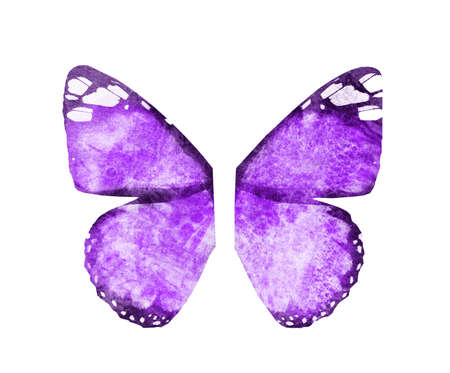 Watercolor butterfly wings, isolated on white backgroundの写真素材