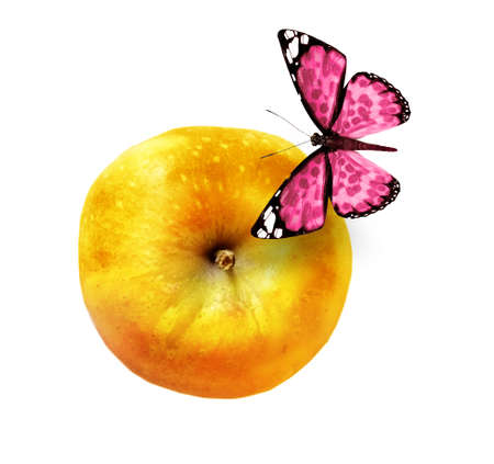 Color apple with butterfly on white backgroundの写真素材
