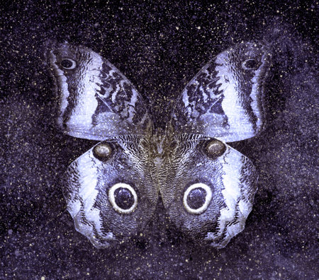 Universe starry sky with butterflyの写真素材