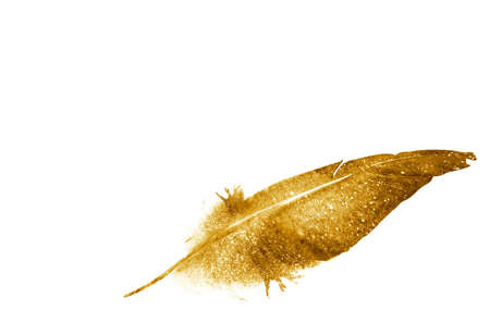 Watercolor feathers, isolated on white backgroundの写真素材