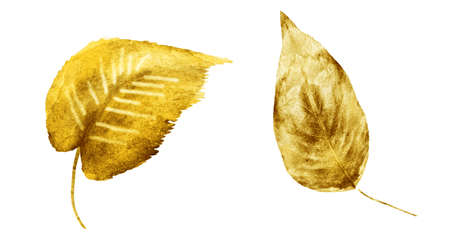 Watercolor leafs on the white background. Setの写真素材