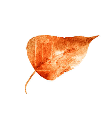 Watercolor leaf on the white backgroundの写真素材