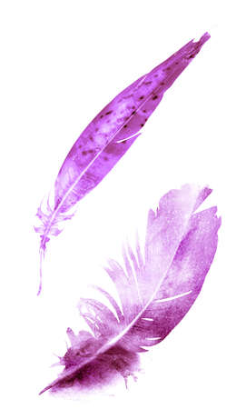 Watercolor feathers, isolated on white backgroundの写真素材