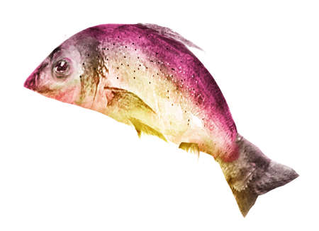 Watercolor fish on white backgroundの写真素材