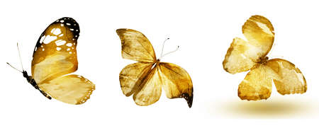 Three watercolor butterflies, isolated on white backgroundの写真素材