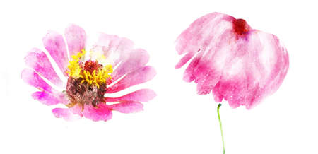 Watercolor flowers, isolated on white backgroundの写真素材