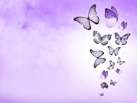 Color sky with clouds and butterflies as backgroundの写真素材