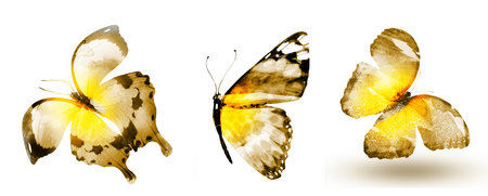 Three watercolor butterflies, isolated on white backgroundの写真素材