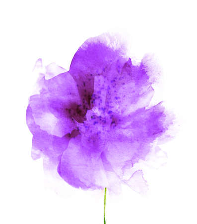 Watercolor flower, isolated on white backgroundの写真素材