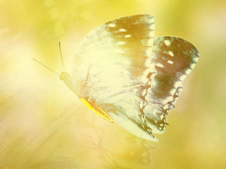 Natural background with natural butterflyの写真素材