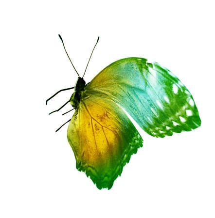 Color butterfly, isolated on the whiteの写真素材