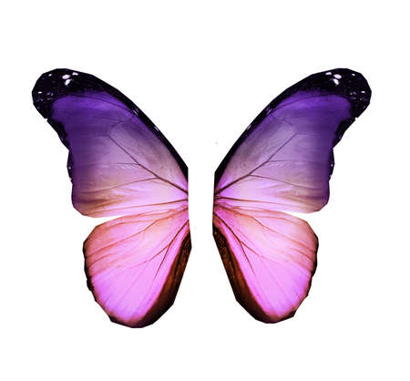 Color butterfly wings, isolated on white backgroundの写真素材