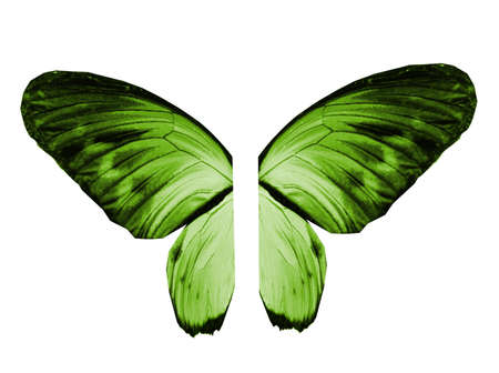 Color butterfly wings, isolated on white backgroundの写真素材