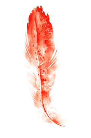 Watercolor feathers, isolated on white backgroundの写真素材