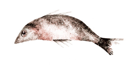 Watercolor fish on white background