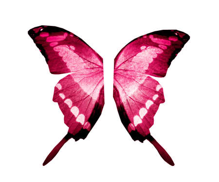 Watercolor butterfly wings, isolated on white backgroundの写真素材