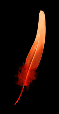 Beautiful color feather isolated on black backgroundの写真素材