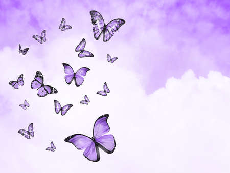 Color sky with clouds and butterflies as backgroundの写真素材