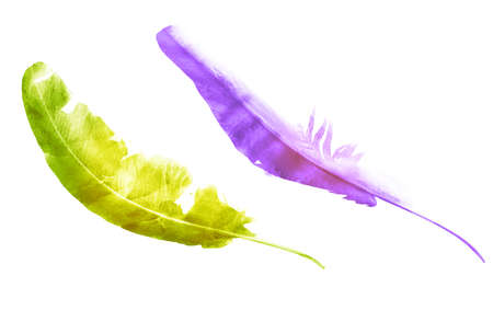 Watercolor feathers, isolated on white backgroundの写真素材