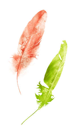 Watercolor feathers, isolated on white backgroundの写真素材