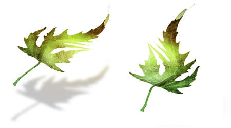 Watercolor leafs on the white background. Setの写真素材