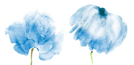 Watercolor flowers, isolated on white backgroundの写真素材