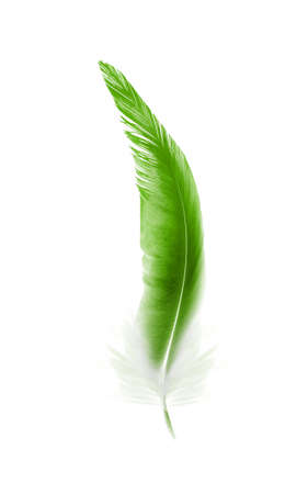 Beautiful color feather isolated on white backgroundの写真素材