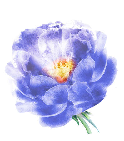 Watercolor flower, isolated on white backgroundの写真素材