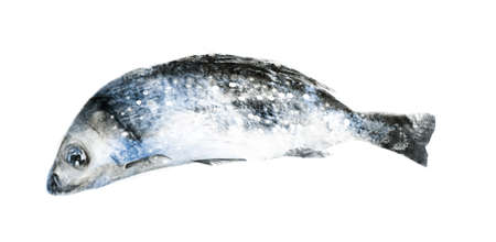 Watercolor fish on white background