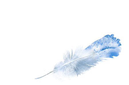 Watercolor feathers, isolated on white backgroundの写真素材