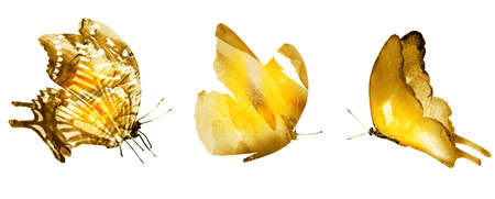 Three watercolor butterflies, isolated on white backgroundの写真素材