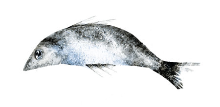 Watercolor fish on white backgroundの写真素材