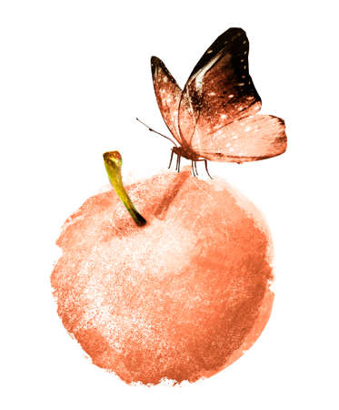 Watercolor apple and butterfly on whiteの写真素材