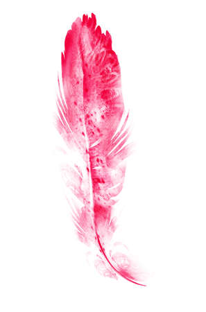 Watercolor feathers, isolated on white backgroundの写真素材