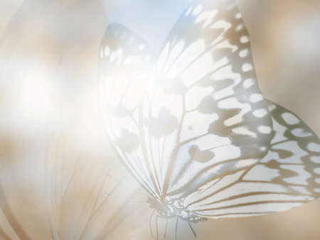 Natural background with natural butterflyの写真素材