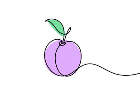 Color drawing line apricot (peach, nectarine, plum) on the white backgroundの写真素材