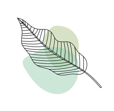 Abstract color leaf as line drawing on the white backgroundの写真素材