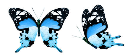 Color monarch butterflies, isolated on the white backgroundの写真素材