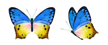 Color monarch butterflies, isolated on the white backgroundの写真素材