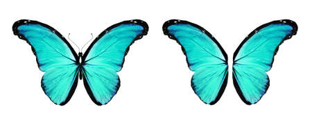Color Morpho butterfly and wings, isolated on the white backgroundの写真素材