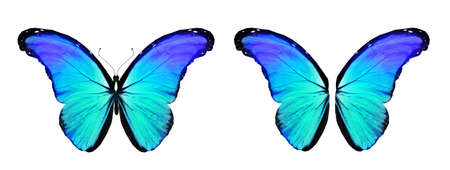 Color Morpho butterfly and wings, isolated on the white backgroundの写真素材