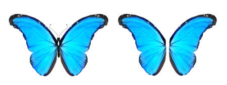 Color Morpho butterfly and wings, isolated on the white background