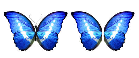 Color Morpho butterfly and wings, isolated on the white backgroundの写真素材