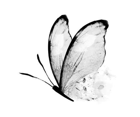 Black and white watercolor butterfly , isolated on the white backgroundの写真素材