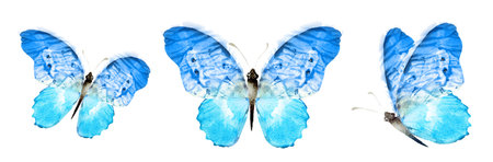 Color watercolor butterfly , isolated on the white background. Setの写真素材
