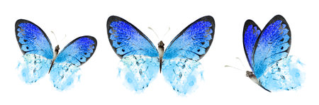 Color watercolor butterfly , isolated on the white background. Setの写真素材