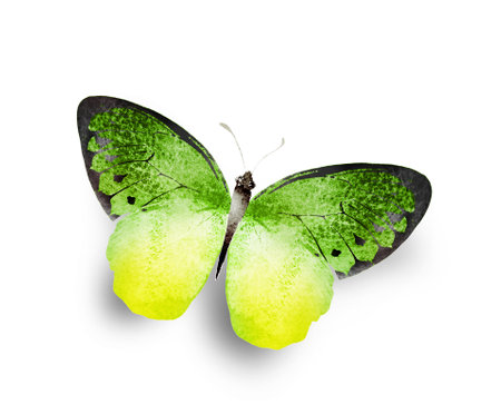 Color watercolor butterfly , isolated on the white backgroundの写真素材
