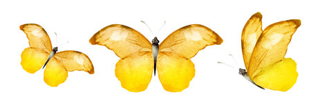 Color watercolor butterflies , isolated on the white background. Setの写真素材